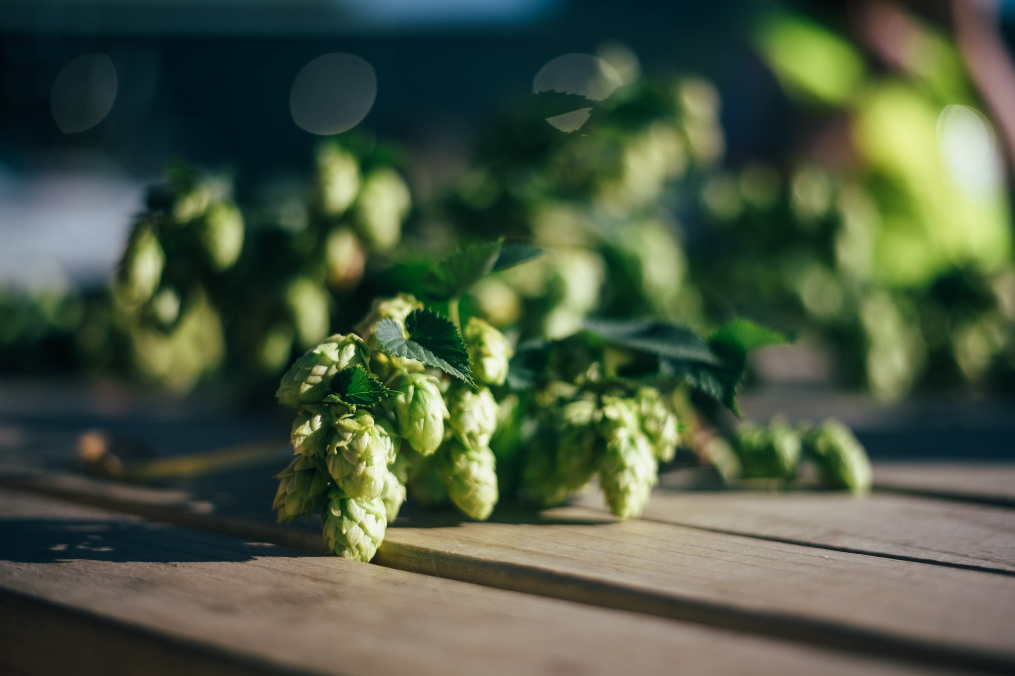 Hop Factory Hop Growers Series – Boundary Brewing